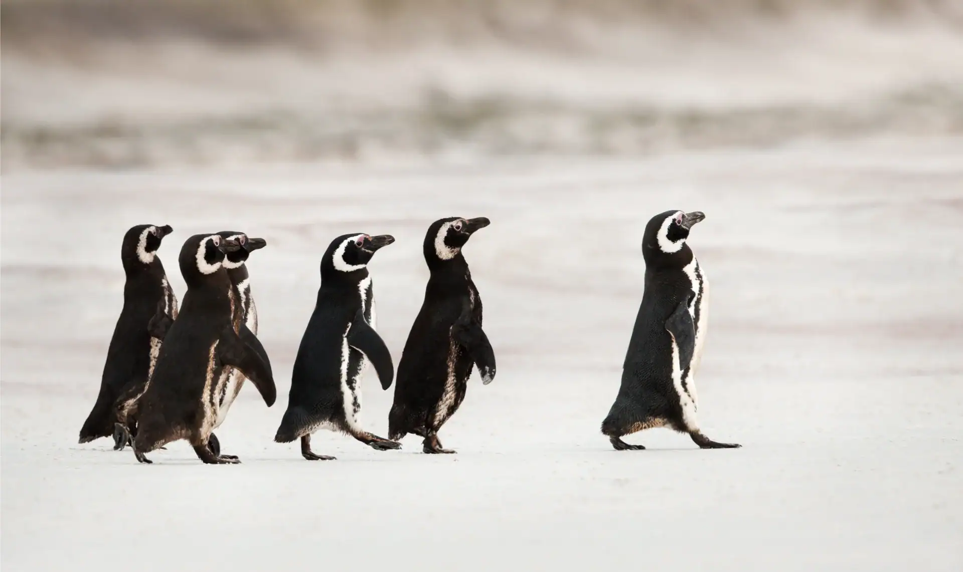 iStock